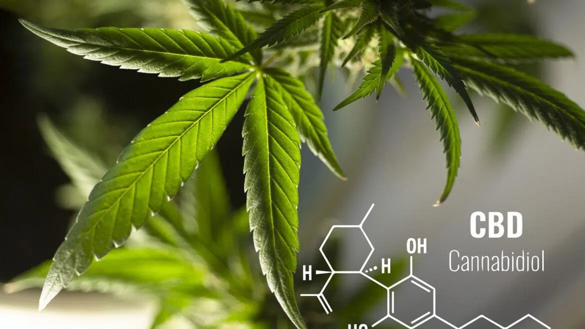 Que savoir sur le CBD ?