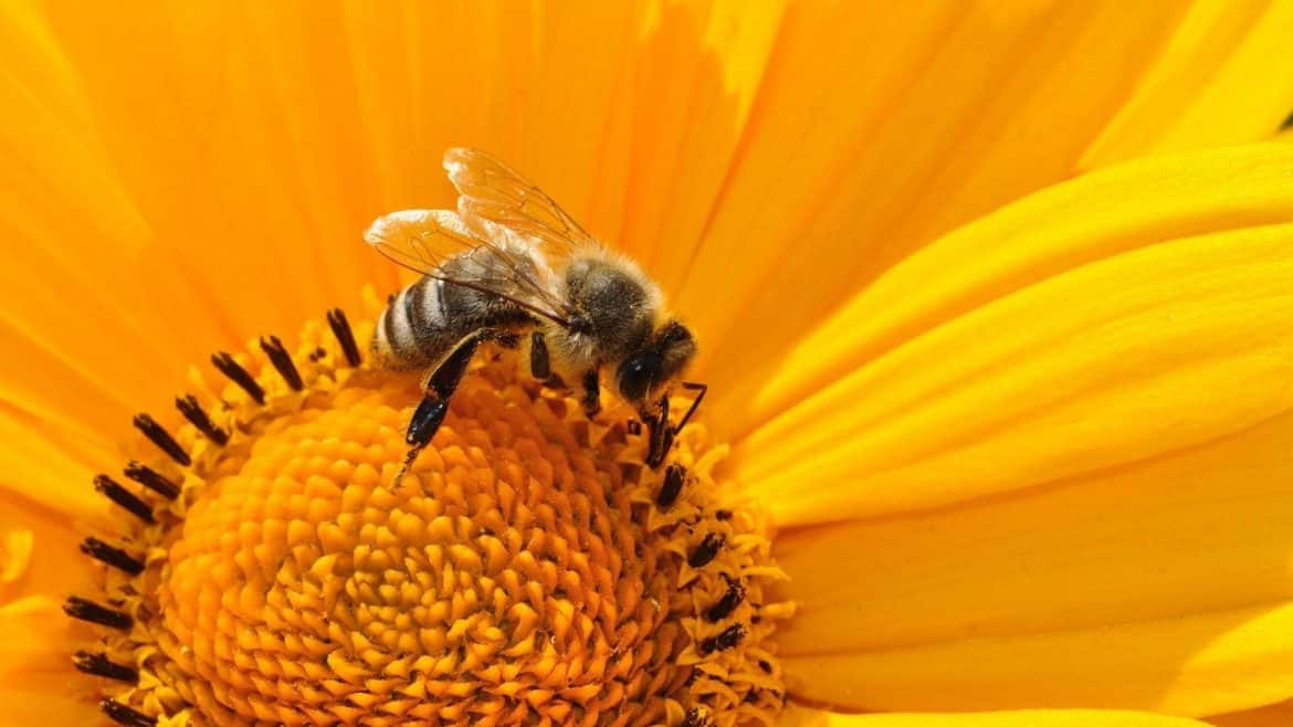 Quel sont les bienfaits du pollen frais sur la santé ?