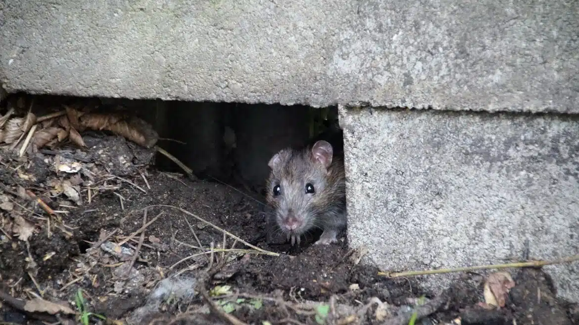 Se débarrasser des rats à Paris avec l'aide d'un professionnel