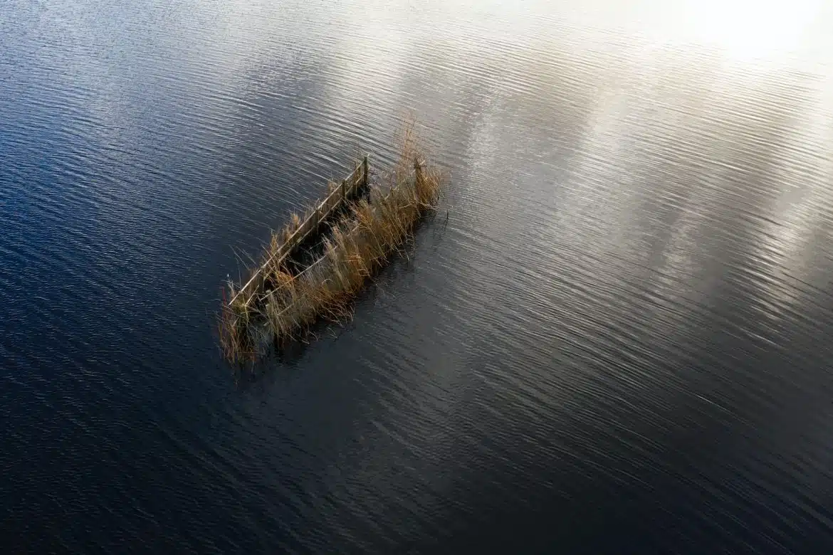 brown hays on calm body of water